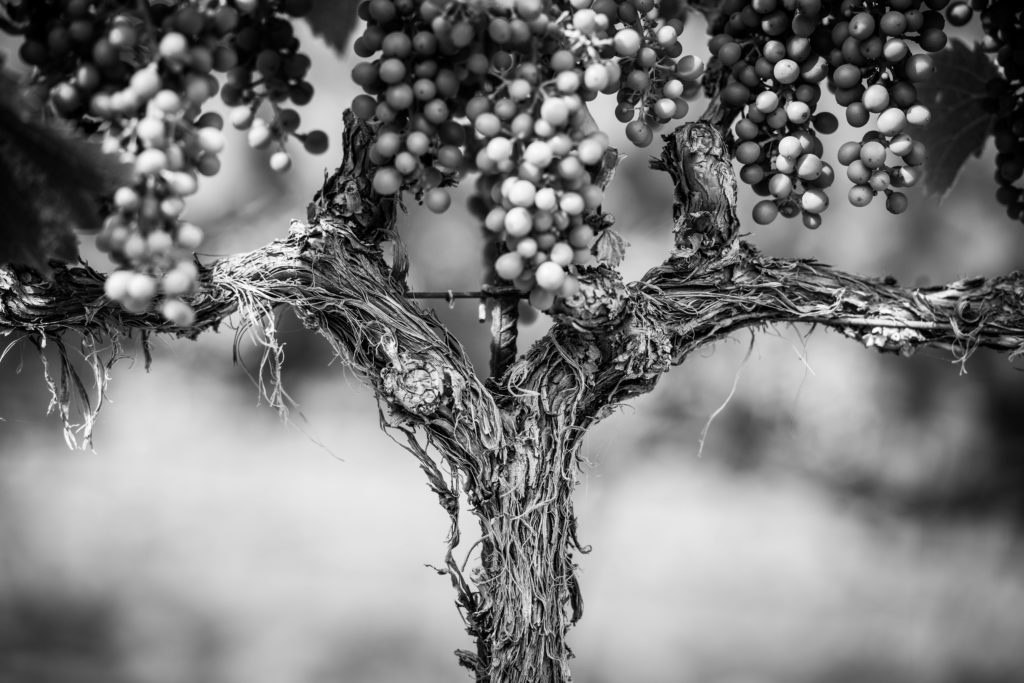 Homepage - Crown Point Vineyards and Winery – Santa Barbara County